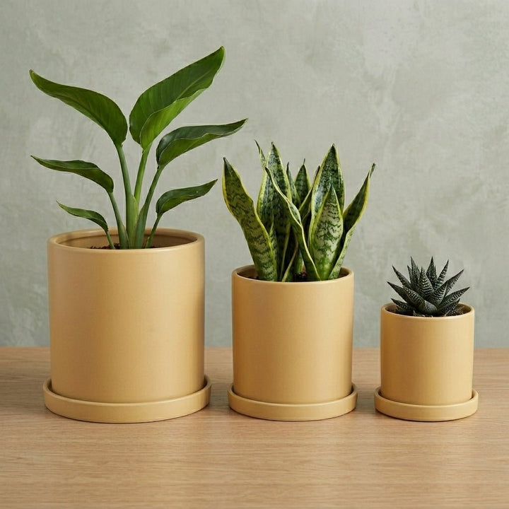 Cylindrical Modern Plant Pot - Plant Pot - Yellow - Oaksoho